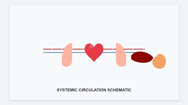 Animated Systemic Circulation Schematic with Heart and Blood Vessels Medical Science