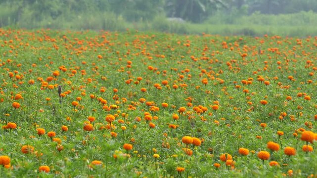 Large agricultural field of blooming orange