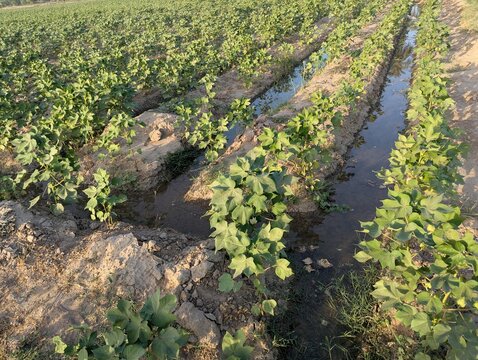 Green cotton field with furrows filled with irrigation water during daylight