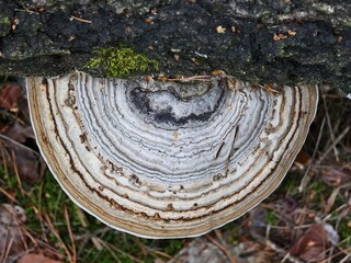 Wood-decaying fungus with an interesting abstract structure  a detailed macro shot of nature. © pettys