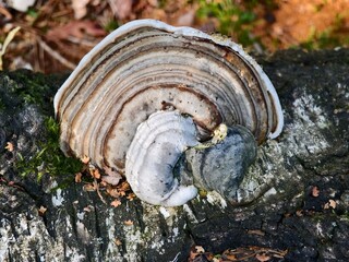Wood-decaying fungus with an interesting abstract structure  a detailed macro shot of nature. © pettys