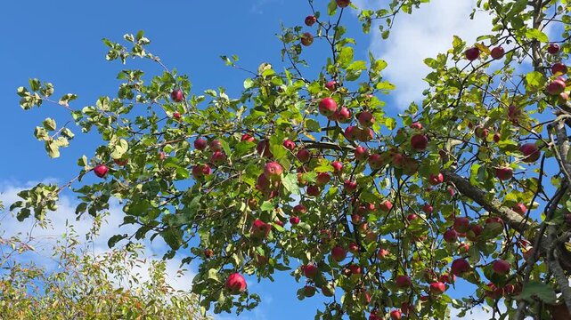 Fruit on apple tree branches.
A beautiful combination of colors in the garden.
