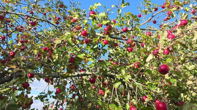 Fruit on apple tree branches.
A beautiful combination of colors in the garden.
