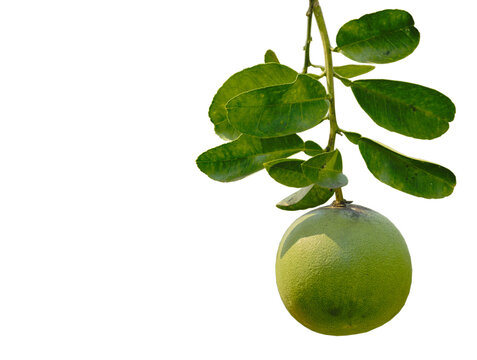 Green Pomelo Citrus Fruit on Branch PNG, Transparent Background, Isolated Object