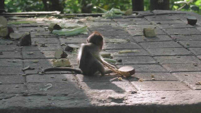 Cute baby macaque monkey playing with food on a stone surface in a tropical forest