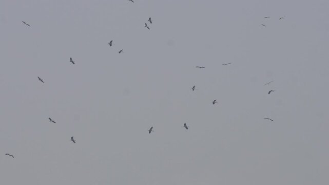 Flock of small birds flying across an overcast sky