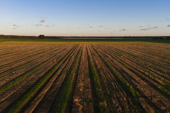 Aerial view of harvested agricultural field stubble with parallel tracks under golden sunset light in Estonian rural countryside.