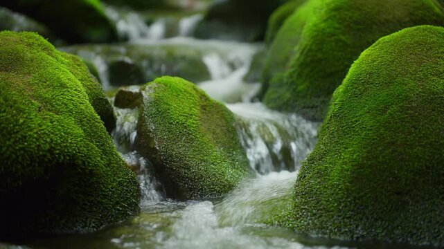 緑の苔に覆われた岩を流れ落ちる水 シームレスループ動画背景 16:9 4K