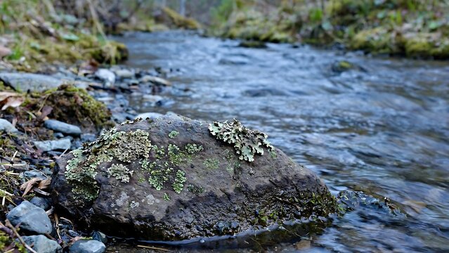 Lichen Covered Rock Beside Flowing Forest Stream