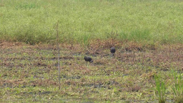 Red-naped ibis foraging in a grassy field
