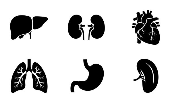 Internal organ silhouettes set with heart, lungs, liver, kidneys, and stomach for medical icons