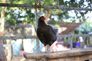 Chickens on the farm, close-up © Bowonpat