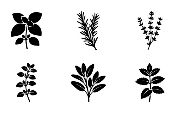 Herbs silhouettes set with basil, rosemary, thyme, oregano, sage and mint for cooking and gastronomy