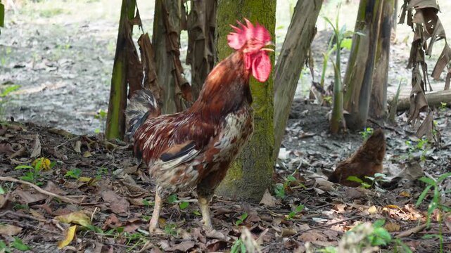 Colorful domestic rooster crowing with head tilted back