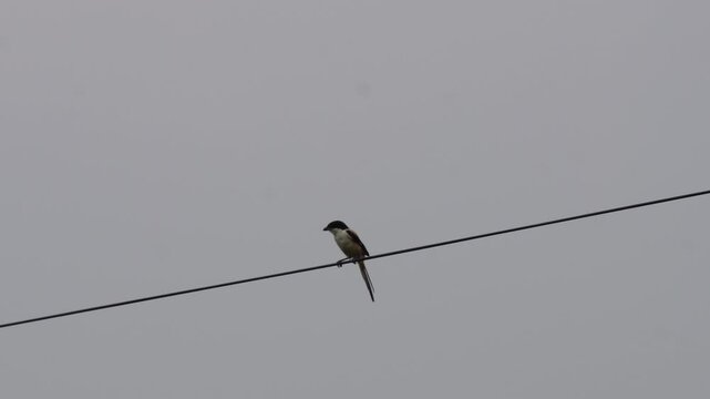 long-tailed shrike bird perched on a wire