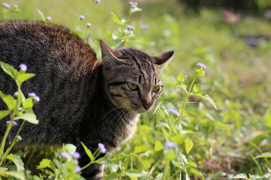 A dark tabby cat sneaks through a field of purple wildflowers.