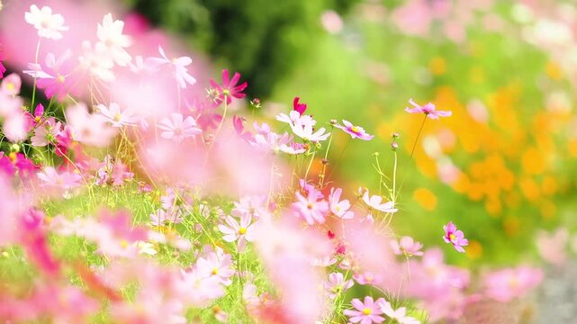 そよ風にゆっくり揺れる花のスローモーション。カラフルで華やかな花畑。秋の公園や花壇を彩るコスモスのある風景。自然風景素材。