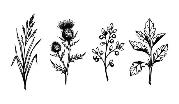 Hand drawn wild botanical specimen set with grasses berries thistle and leaves