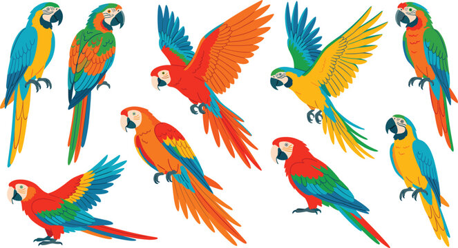 2. A colorful vector illustration set of exotic macaw parrots . Flying birds, tropical wildlife, vibrant feathers, wings, white background .