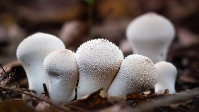 Macro ground-level view of a group of newly-sprouted puffball mushrooms growing out of the forest floor in autumn