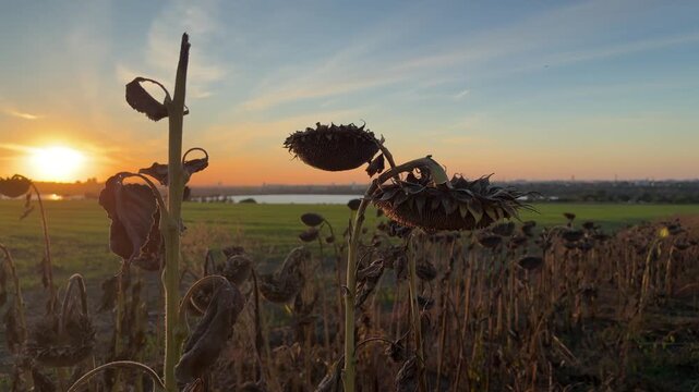 Dry harvested sunflower field after desiccation and artificial ripening of plants on root before harvesting in rural countryside landscape against sunset sky background. Agriculture herbicide use.