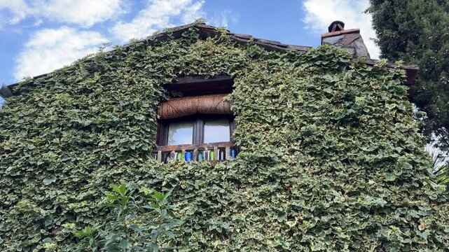 Patones traditional spanish rural house completely covered with ivy in patones