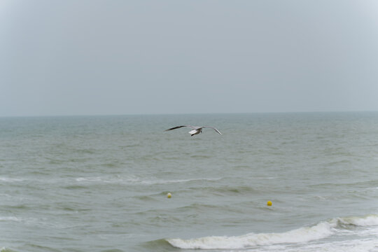 Seagull flying at Omaha Beach at French village of Vierville-sur-Mer on a summer day. Photo taken July 16th, 2026, Vierville-sur-Mer, Normandie, France.