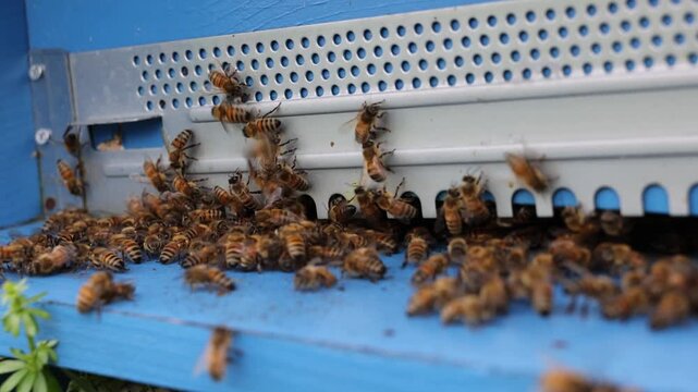 Western honeybees, Apis mellifera, buzzing around the entrance slot and landing board of a painted blue wooden beehive equipped with a perforated metal ventilation guard in an outdoor apiary.