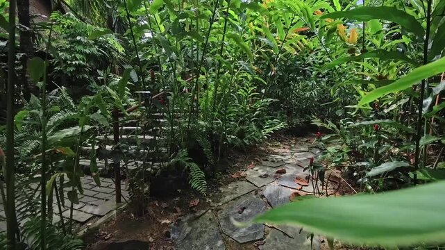 Exploring a green path through a dense tropical garden in the daytime