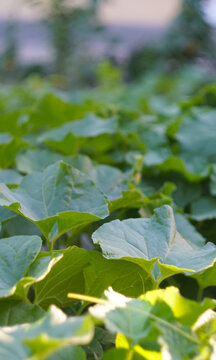 Lush green foliage of a melon plant in the field.