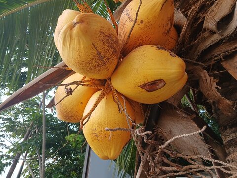 A bunch of yellow coconuts hanging on coconut tree in tropical garden`