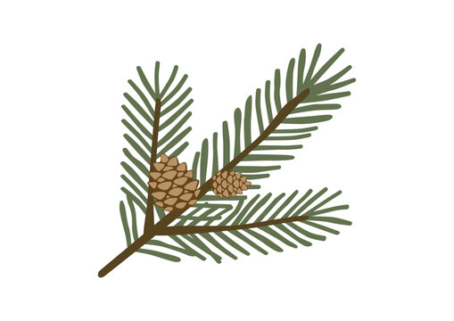 two pinecones on a pine branch, pine tree branch flat vector illustration.
