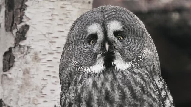 great grey owl portrait sitting near a birch tree.