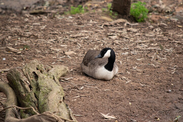 the Canadian goose is resting on the ground © susan flashman