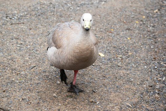 the cape barren goose is waking looking for food