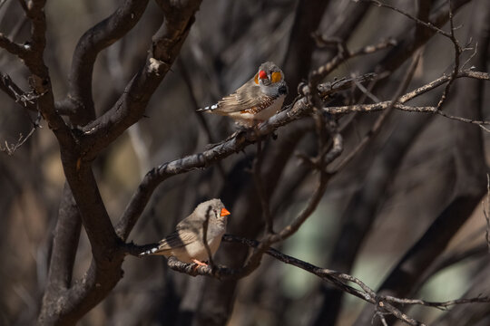 Two Zebra Finch sitting on branches