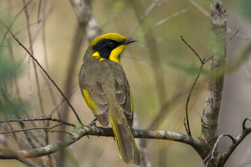 Fototapeta premium An Australian native bird the Yellow-tufted Honeyeater. The bird displays its distinctive bright yellow crown and throat tufts contrasting with its black facial markings and olive-brown plumage.