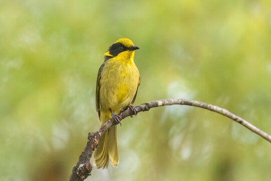 An Australian native bird the Yellow-tufted Honeyeater. The bird displays its distinctive bright yellow crown and throat tufts contrasting with its black facial markings and olive-brown plumage.