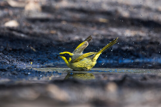 An Australian native bird the Yellow-tufted Honeyeater. The bird displays its distinctive bright yellow crown and throat tufts contrasting with its black facial markings and olive-brown plumage.