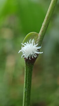 Macro of white scale insect Icerya purchasi attached to a slender green plant stem at the garden. Also known as margarodidae insect.