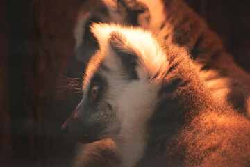 Fototapeta premium this is a side view of a ring tailed lemur