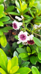 Obraz premium Hekusokazura Paederia foetida wild flowers blooming in green garden photo