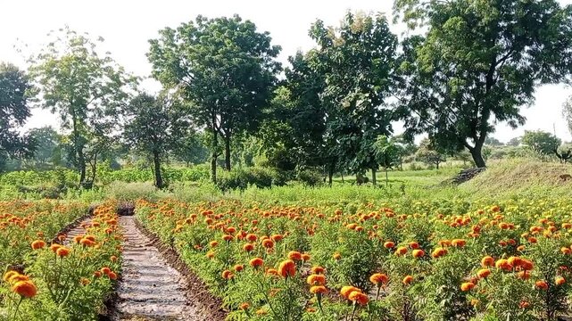 Marigold flower farming field with a narrow dirt pathway, orange genda phool blooming in rural India village
