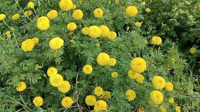 Yellow marigold flower farming in village garden, blooming Tagetes erecta genda phool in rural India
