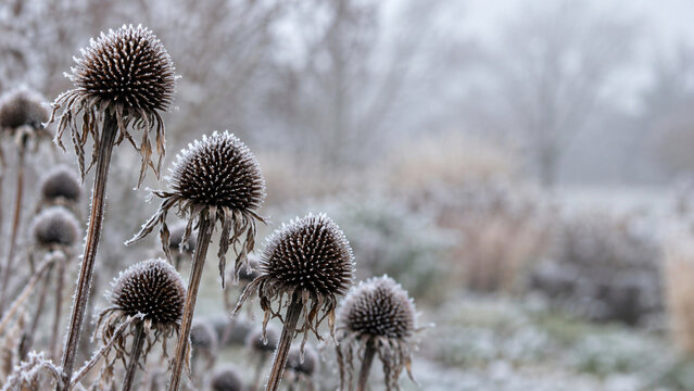 Frosted Seed Heads in a Winter Garden