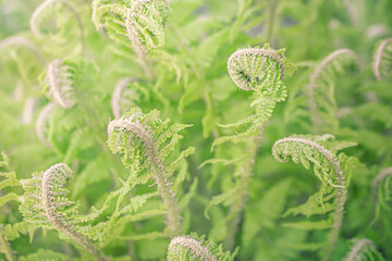 Close-up of young green fern fiddleheads unfurling in spring forest. Fresh fern croziers in soft light, natural botany background with selective focus. © Milena Wi