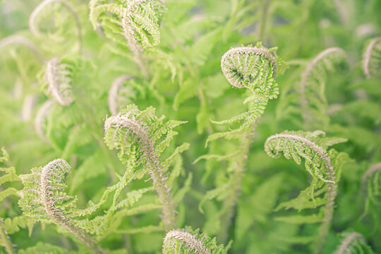 Close-up of young green fern fiddleheads unfurling in spring forest. Fresh fern croziers in soft light, natural botany background with selective focus.