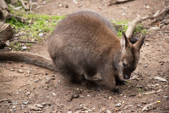 the red necked wallaby is scratching