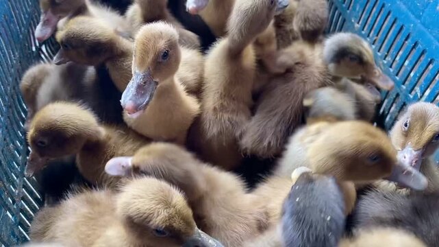 Flock of Small Ducklings Crowded Inside Plastic Basket Close-Up