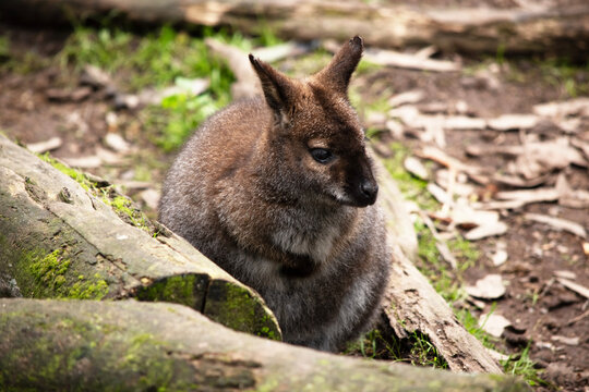 the red  necked wallaby is hiding behind the logs